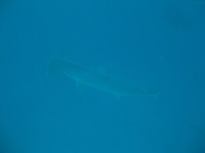 Hammerhai bei Gordon Rocks