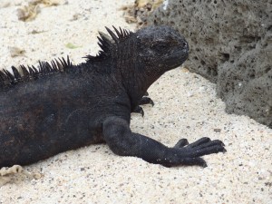 Iguana am Bachas Beach