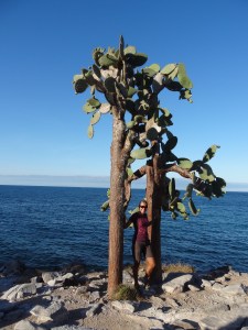 Santa Fe Riesenpalmen