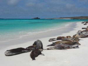 türkises Wasser und Seelöwen auf Espanola