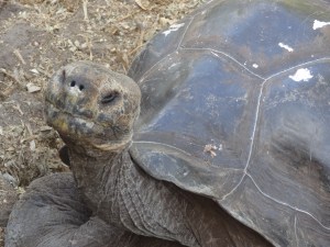 Schildkröte in der Charles Darwin Research Station