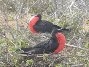 Fregattvögel beim Balzen