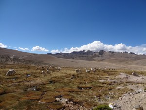 auf dem Rückweg nach Arequipa vom Colca Canyon
