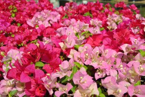 flower market, Chiang Mai