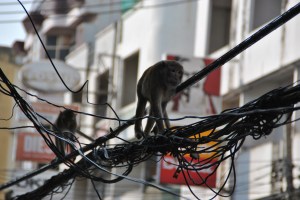 monkeys in Lopburi (2)