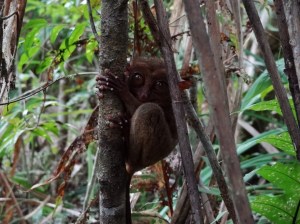Tarsier auf Bohol